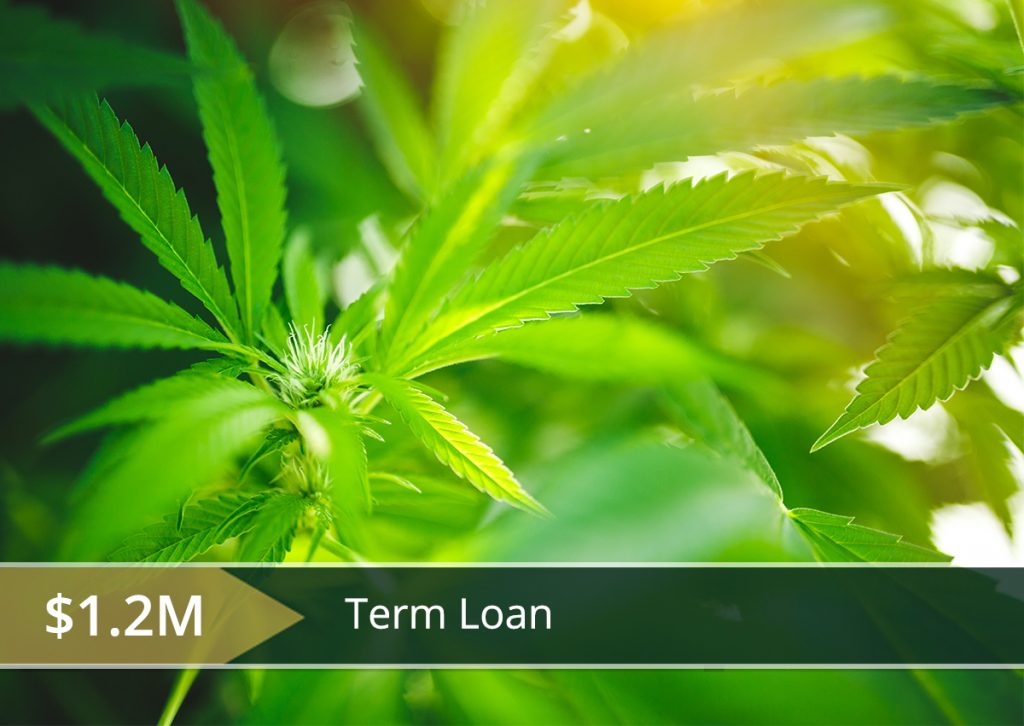 Medical Cannabis Cultivator